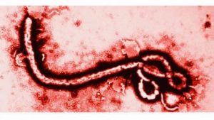 ebola virus 624x351 1