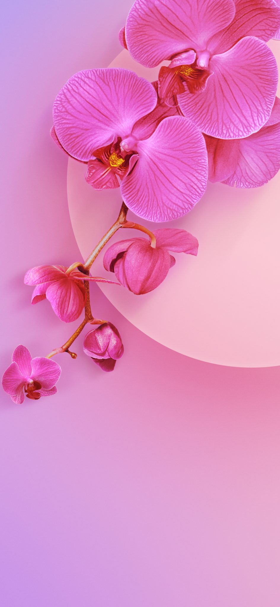 redmi-k20-pro-pinkflower-wall-TechFoogle