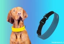 Invoxia Unveiled Smart Health Tracking Smart Collar for Dogs at CES