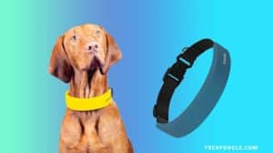 Invoxia Unveiled Smart Health Tracking Smart Collar for Dogs at CES